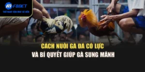 Cách Nuôi Gà Đá Có Lực Và Bí Quyết Giúp Gà Sung Mãnh