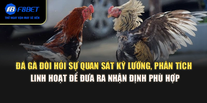 Đá gà đòi hỏi sự quan sát kỹ lưỡng, phân tích linh hoạt để đưa ra nhận định phù hợp