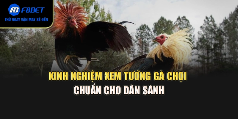 Kinh nghiệm xem tướng gà chọi chuẩn cho dân sành