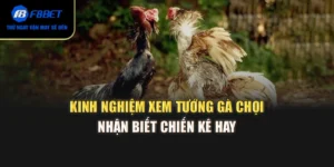 Kinh Nghiệm Xem Tướng Gà Chọi – Nhận Biết Chiến Kê Hay