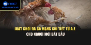 Luật Chơi Đá Gà Mạng Chi Tiết Từ A–Z Cho Người Mới Bắt Đầu