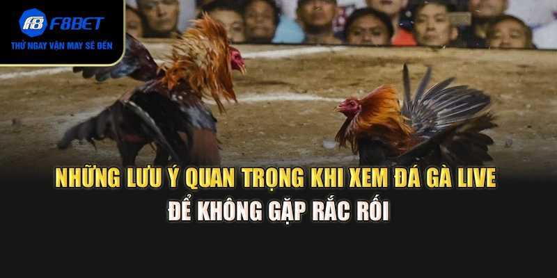 Những lưu ý quan trọng khi xem đá gà live để không gặp rắc rối