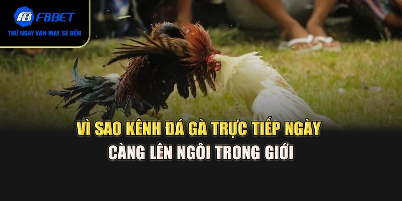 Vì sao kênh đá gà trực tiếp ngày càng lên ngôi trong giới